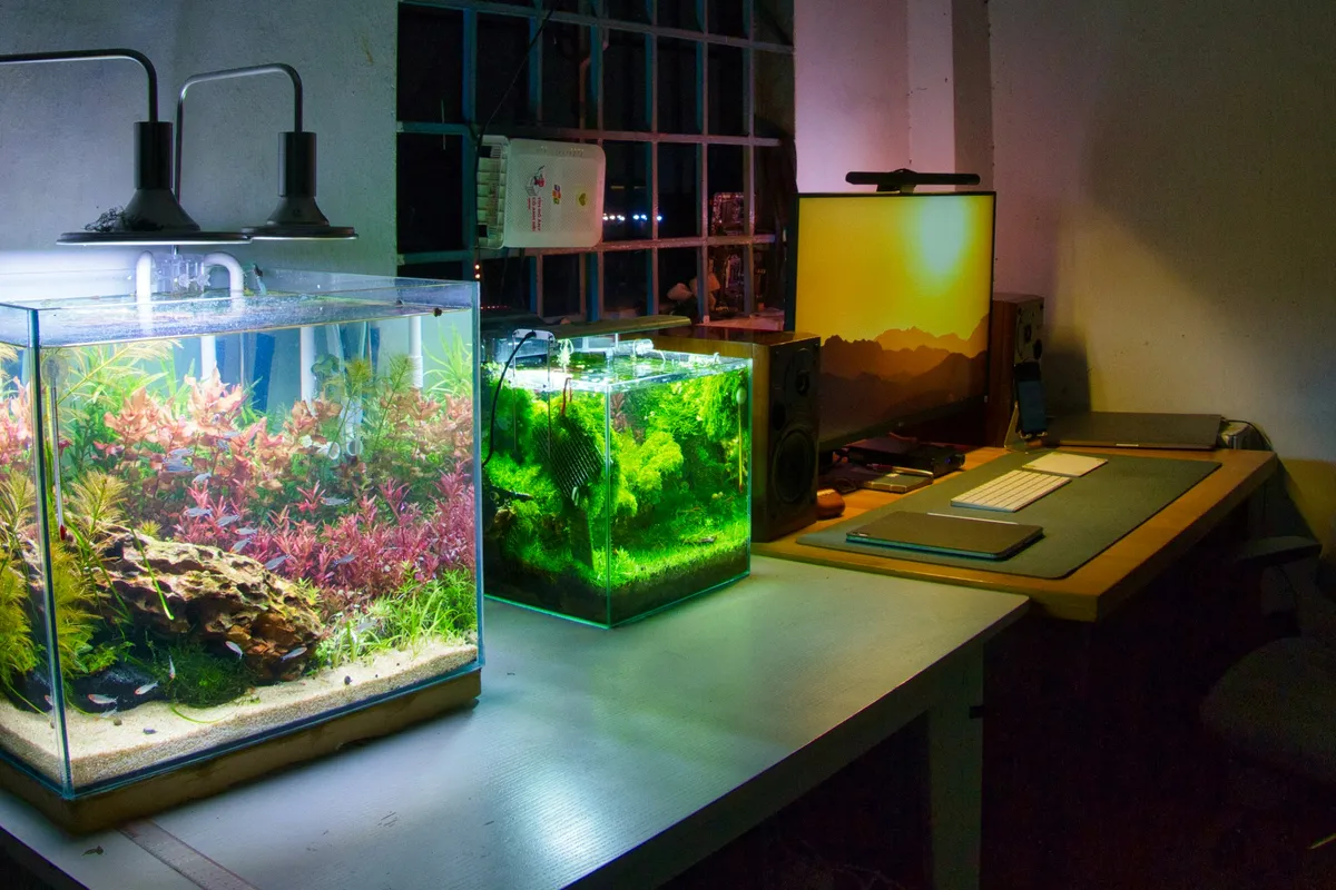Dois aquários com peixes sobre uma mesa ao lado de um computador, exemplo de objeto de casa que absorve parte do sinal do Wi-Fi
