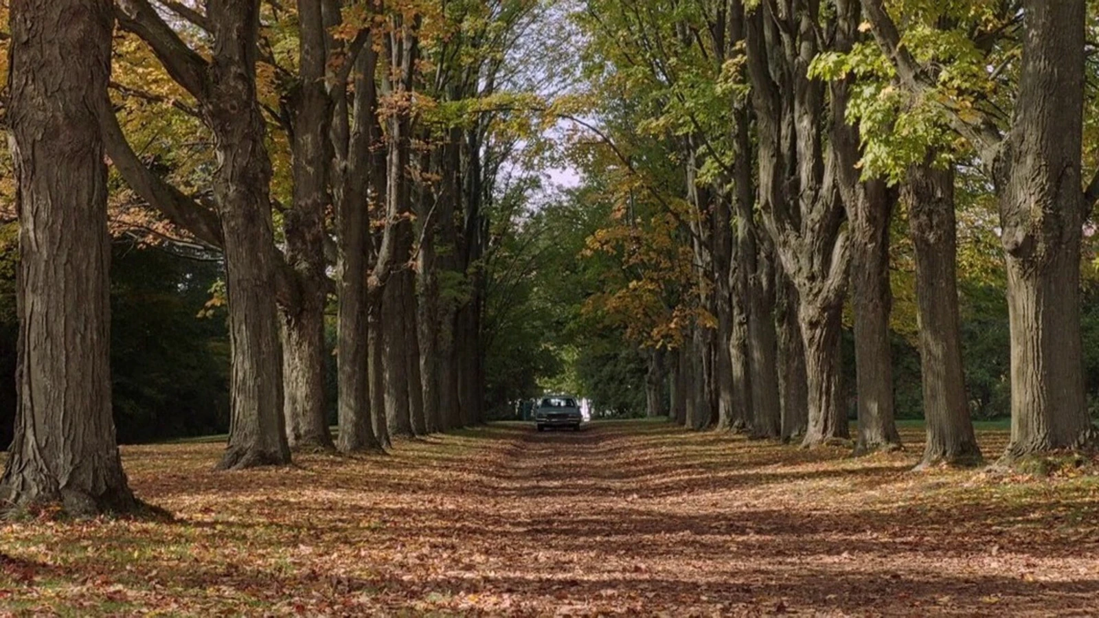 Alameda de árvores de outono com folhas secas no chão e um carro parado ao fundo, em cena de Corrente do Mal, filme de terror no Telecine